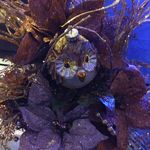 Darlene Law - @fntastyfairpartydecor - Instagram