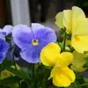 Darlene Lawhead.    Dar - @darlene.lawhead - TikTok