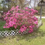 Darlene Lawless - Facebook