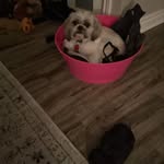 Darlene Lefebvre - @lefebvredarlene - Instagram