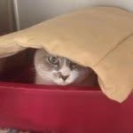 Darlene Lowe - @countryjunebug - Instagram