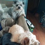 Darlene MacDonald - @darlenemacdonald48 - Instagram