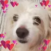 Darlene Maynard - @darlene.maynard - TikTok