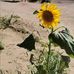 Darlene Maynard - Facebook