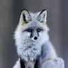 therianisthebest - @darlenemccarty - TikTok
