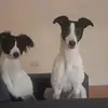 darlene mcdavitt - @darlenemcdavitt692 - TikTok