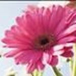 Darlene Mcfarlane Whitman - @darlenemcfarlane - Instagram
