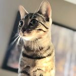 Darlene Moser - @lolaelgata - Instagram