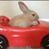 darlenesparkles - @darlenedabunnyqueen - TikTok