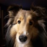 Darlene Purdy-Blundell - @mrspiper66 - Instagram