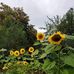 Darlene Randolph - Facebook