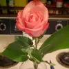 Reece Darlene - @reece.darlene - TikTok