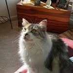 Darlene Ringgold - @darleneringgold - Instagram