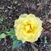 Darlene Roach - Facebook