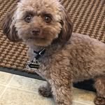 Darlene & Ted Ropp - @cpr_cocopuffropp - Instagram