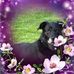 Darlene Schultz - Facebook