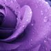 Darlene Schuster - Facebook