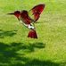 Darlene Kirkland Shaffer - Facebook