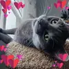 firefly - @darlenebladeshine - TikTok