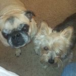 Darlene Simonson - @darlene_max_wolfie - Instagram