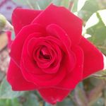 Darlene Sinclair - @darshad2002 - Instagram
