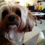 Darlene Schelling - Facebook
