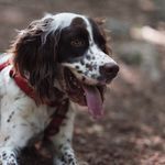 Darlene - @darlene_springerspaniel - Instagram