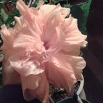 Darlene Stamper Covert - Facebook