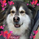 Darlene Steeves - @dsteeves67 - Instagram