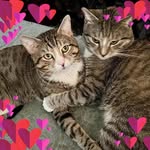 Darlene Heller-Steigerwalt - @dsredneckwoman59 - Instagram