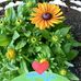 Darlene Stepp - Facebook