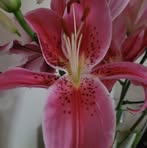 Darlene Stoneham - Facebook