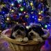 Darlene Storey - Facebook