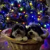 Darlene Storey - @darlene.storey - TikTok