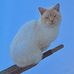 Darlene Kim Stringer - Facebook