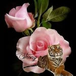 Darlene Strong - @lady_45640 - Instagram