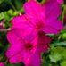 Darlene Tharp - Facebook