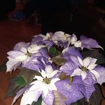 Darlene Trainor - @darlenetrainor2 - Instagram