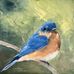 Darlene Weaver - Facebook