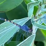 Darlene Weaver Aspinwall - @darleen999 - Instagram