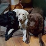 Darlene Wolfe - @darlene.wolfe.37 - Instagram
