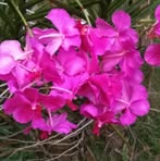 Darlene Yangorin - Facebook
