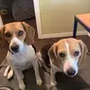 Darlene York - @darlene.york - TikTok