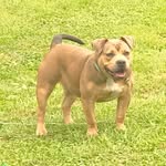 Black hill kennel - @darnelldurrett - Instagram