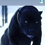 Darnell White - @abvallistnd - Instagram