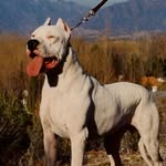 DaRon Robinson - @norcal_dogo - Instagram