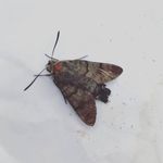 Darrel Mason - @thewalledgarden.brampton - Instagram