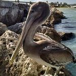 Darrell Atkins - @txbigda - Instagram