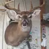 Darrell Bishop - @darrell.bishop - TikTok