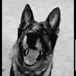 Darrell Caldwell - @shortyk9 - Instagram